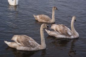 three brown swans swim in the pond