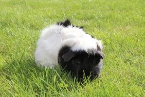 furry black and white guinea pig