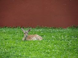 strikingly beautiful Deer