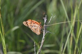 butterfly on a dry branch