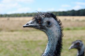blue ostrich head