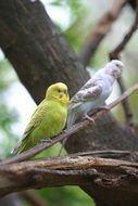 Perico parrots