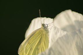 butterfly sits on a white flower