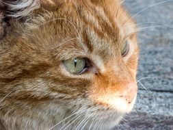 domestic red cat in light and shadow