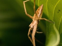 Spider on the green leaf in the garden