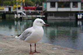 seagull on a stone pier