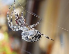 Animal Spider