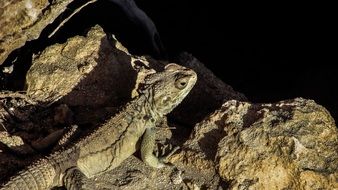 lizard basking in the sun