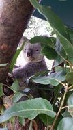 Koala in wildlife in Australia