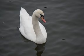 portrait of nice Swan Bird