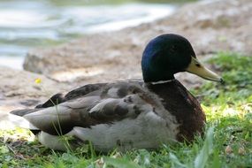 Duck bird near Water in grass