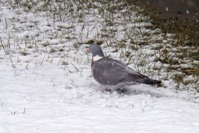 Dove Bird on Snow