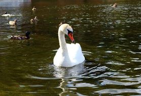 white swan and ducks in a city lake