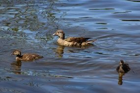 gadwall duck with cute chickens