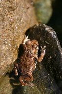 Frog on the wood