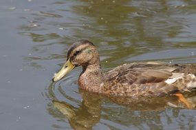 duck floats on water
