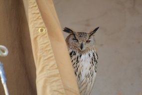 pleasant Owl Bird