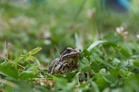 frog on a green meadow
