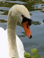 portrait of a swimming swan