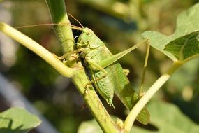 camouflaged grasshopper in summer