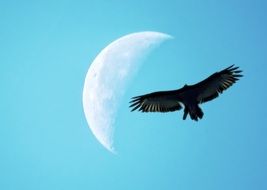 quarter of the moon and the silhouette of a bird drawing