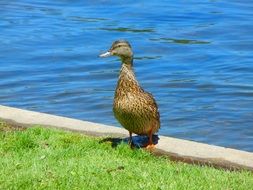 duck near a pond with blue water