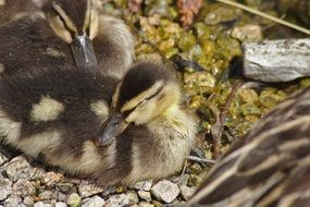 ducklings sitting on small pebbles