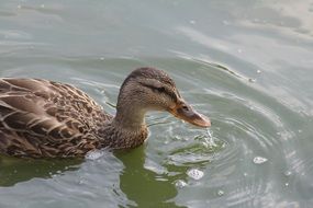 Duck looking for food in the water in the pond