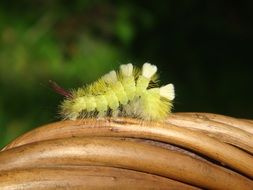 Caterpillar Nature