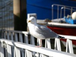 Seagull on the port quay