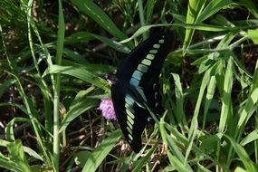 black tropical Butterfly on grass blade