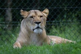 portrait of lion in a cage