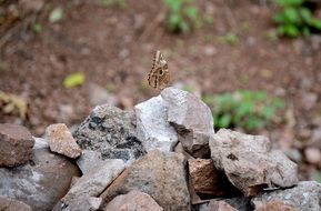 beautiful butterfly on the stone