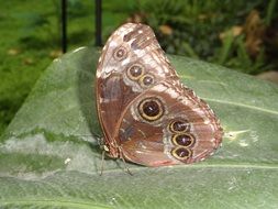 filigreed brown butterfly on the green leaf