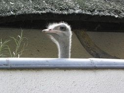 white furry ostrich head