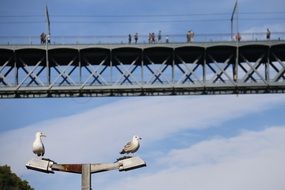 picture of the seagulls are sitting on a bridge