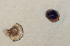 jellyfish in the ocean water