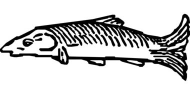 black and white graphic image of sea fish