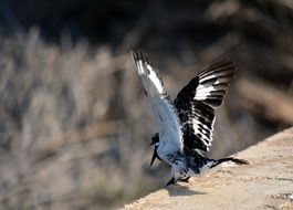 taking off bird with big wings