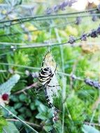 huge spider in the web of summer park