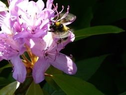 Bumblebee on purple oleander Flowers