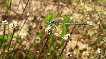 dragonfly on thin branches