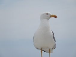 white seabird