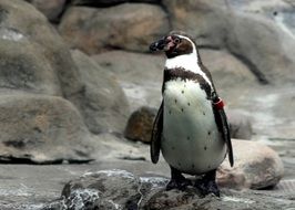 Penguin on rock in Zoo