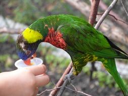 bright exotic parrot eats