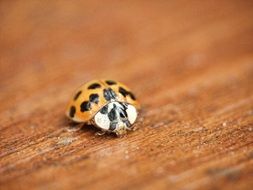Macro photo of the ladybug