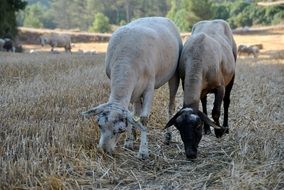 goats eat dry grass in the meadow
