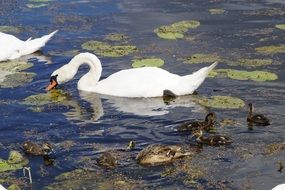 white swans and ducks in the pond