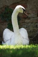 white elegant swan lying on grass