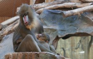 Mandrill Primate